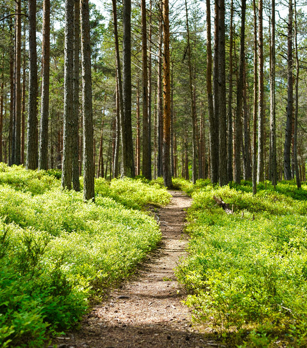 Licht durch Bäume – Neue Wege entdecken