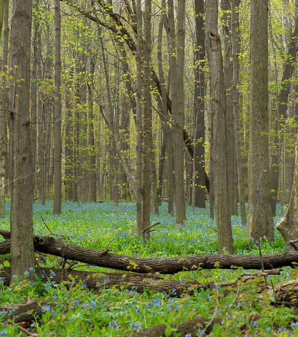 Wildblumen im Wald – Hinschauen und Verstehen